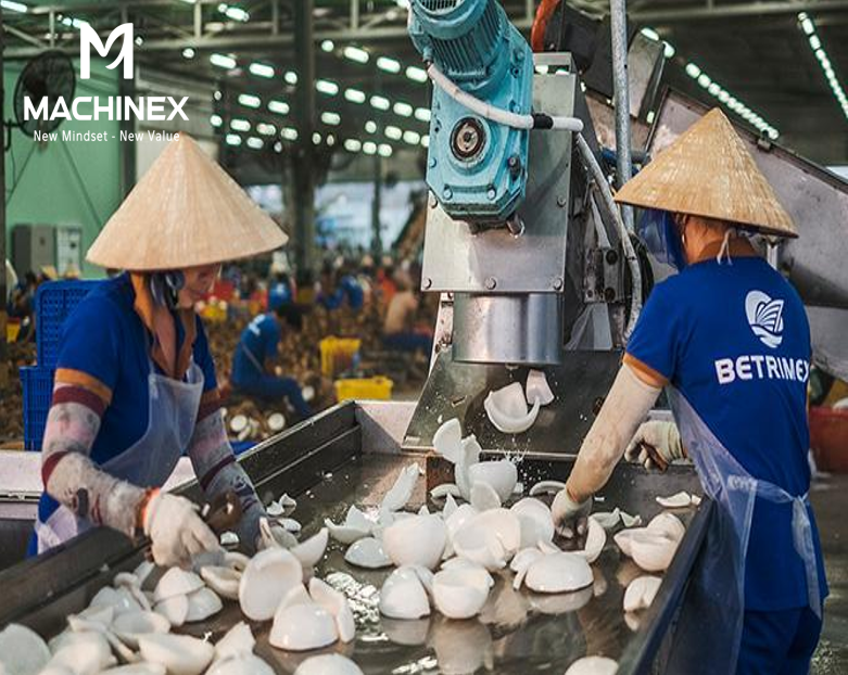 Dừa nguyên liệu được tuyển chọn kỹ lưỡng nhằm đảm bảo chất lượng đầu vào