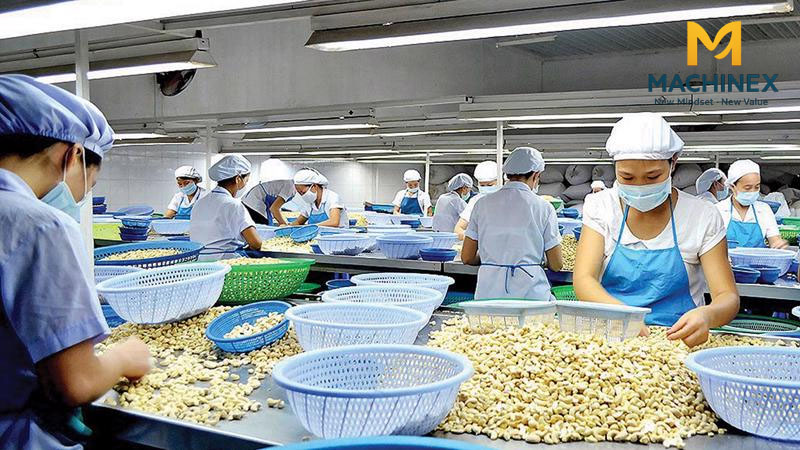 Bí quyết sản xuất hạt điều giữ độ giòn lâu khi bảo quản và vận chuyển